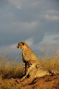 Zulu Kingdom Prints: Cheetah (Acinonyx jubatus). Phinda / Munyawana / Zuka Game Reserve