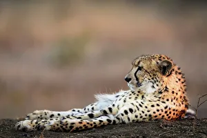 Zulu Kingdom Prints: Cheetah (Acinonyx jubatus). Phinda / Munyawana / Zuka Game Reserve