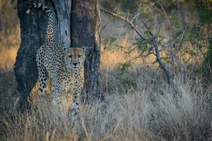 Nationalpark Prints: Cheetah (Acinonyx jubatus) spray marking its territory