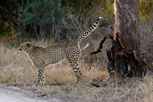 Cheetah (Acinonyx jubatus) spray marking its territory
