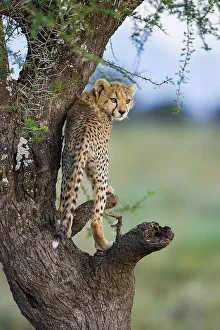 Cheetah Prints: Cheetah cub (Acinonyx jubatus) playing / climbing an Acacia tree near Ndutu