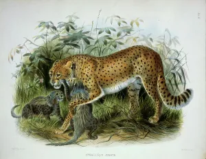 Cheetah Prints: Cheetah (Cynailurus Jubata) 1883 Daniel Giraud Elliot (1835-1915 American) Monograph Academy of Natural Sciences