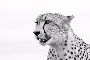 A cheetah's head, Acinonyx jubatus, looking away, ears back, mouth open, in black and white