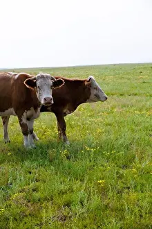 Pasture Prints: Chengde, Hebei bashang cattle