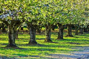Orchard Prints: Cherry orchard, Provence, France