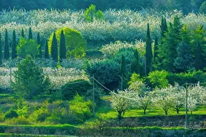 Farm Prints: Cherry orchard, Provence, France