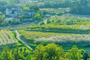 Vineyard Prints: Cherry orchard and vinyard estate in spring, Provence, France