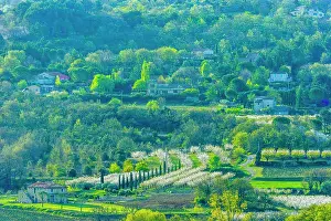 Vineyard Prints: Cherry orchard and vinyard estate in spring, at dusk, Provence, France