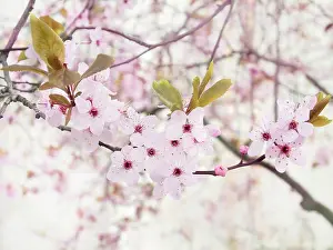 Spring Time Prints: Cherry plum, Prunus cerasifera Nigra