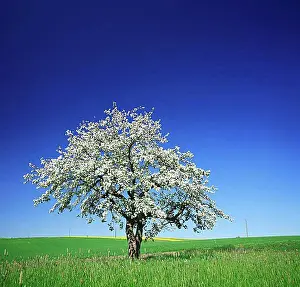 Agrarian Prints: Cherry tree (Prunus) in full bloom under a blue sky in the middle of fields and meadows