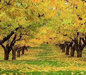 Debris Prints: Cherry trees in an orchard in autumn with foliage in bright autumn colours