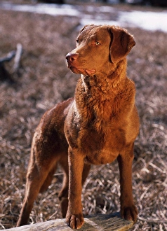 Gun Dog Prints: Chesapeake Bay Retriever, AKC, 7 1/2-year-old Valdez photographed on the Palmer Hay Flats
