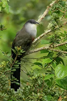 Caribbean Prints: Chestnut-bellied Cuckoo (Coccyzus pluvialis) perched on a branch in Jamaica in the Caribbean