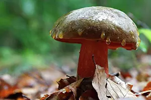 Body Of Water Prints: Chestnut boletus (Imleria badia) (synonym: Boletus badius and Xerocomus badius) after rain