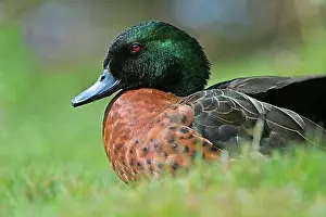 Adult Animal Prints: Chestnut-breasted teals (Anas castanea)