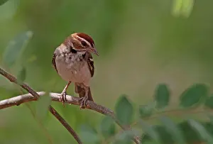 Songbird Prints: Chestnut-crowned Sparrow-weaver (Plocepasser superciliosus) adult