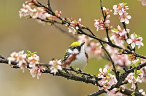 Chestnut-sided (Dendroica pensylvanica) Warbler in Nanking cherry tree in spring Winnipeg, MANITOBA, Canada