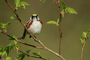 Avian Prints: Chestnut-sided Warbler (Dendroica pensylvanica) perched on a branch in Ontario, Canada