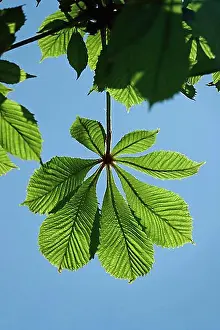 Springtime Prints: Chestnut tree (Aesculus hippocastanum), spring, Germany, Europe