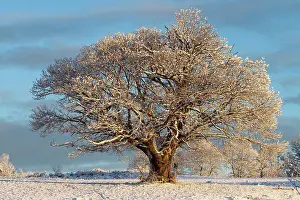 Woody Plant Prints: Chestnut tree under snow France
