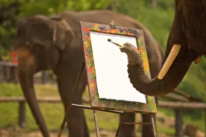 2 Animals Prints: Chiang Mai, Thailand;Elephant painting on an easel at Maesa Elephant Camp