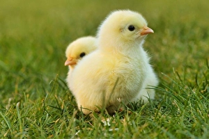 Easter Prints: chick easter chick easter yellow