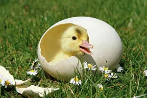 Eggs Prints: chick - in eggshell