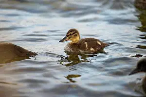 Republic Of Ireland Prints: Chick, Mallard (Anas platyrhynchos), Lake Lough Rea, Loughrea, Galway, Ireland, Europe