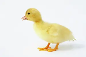 Chick Prints: chick - standing - cut out