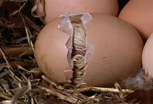 Eggs Prints: Chicken Hatching Sequence, Gallus Domesticus, 4Th Of Sequence