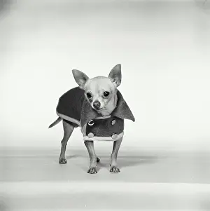 Adult Animal Prints: Chihuahua