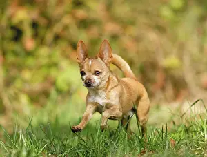 Thoroughbred Prints: Chihuahua dog - running on meadow