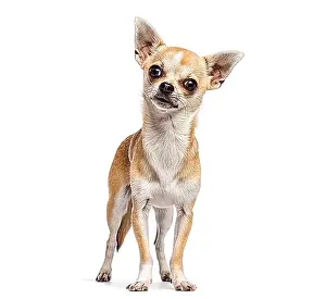 Expressive Prints: Chihuahua dog standing against a white background, head tilted, looking curious