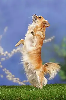 : Chihuahua, long-haired