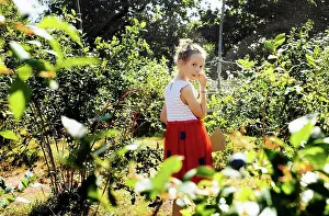 Cheeky Prints: child eating blueberries whilst picking them at a pick your own farm