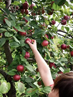 Gradeschooler Prints: Child reaching to pick an apple from a tree in an orchard