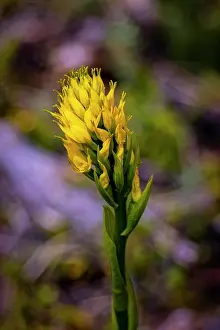 Chile Prints: Chile, Patagonia National Park. Yellow orchid flower close-up