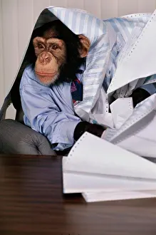 Paperwork Prints: Chimpanzee at an office desk