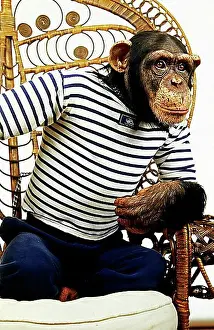 Skilled Prints: CHIMPANZEE (pan troglodytes), TRAINED AND DISGUISED ANIMAL