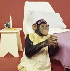 Chimpanzee Prints: Chimpanzee praying at bedtime