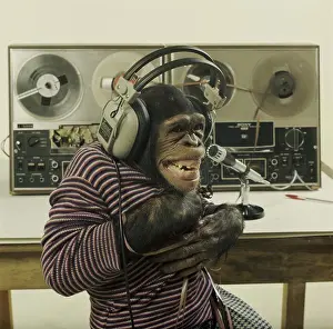 Listening Prints: Chimpanzee radio host