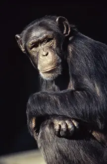 Contemplating Prints: ChimpanzeeSan Francisco ZooSan FranciscoCaliforniaUSA