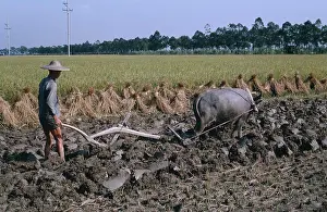 Growing Prints: China, Agriculture, Farmer Ploughing Rice Field With Bullock