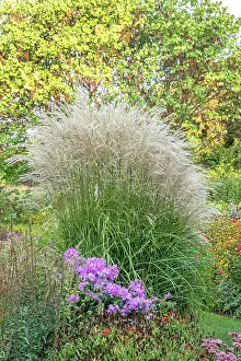 Grasses Prints: China-Schilf, Chinaschilf, Undine Miscanthus sinensis Undine