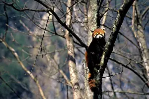 Endangered Prints: China, Sichuan Province, Wolong Panda Reserve, Red Panda (Ailurus Fulgens) In Tree