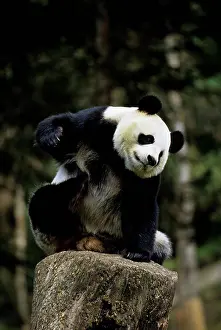 Endangered Prints: China, Sichuan Province, Wolong Panda Reserve