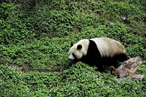 Endangered Prints: China, Sichuan Province, Wolong Panda Reserve
