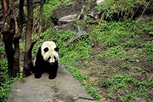 Endangered Prints: China, Sichuan Province, Wolong Panda Reserve