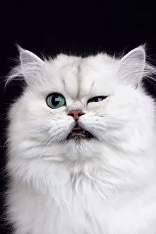 Felidae Prints: Chinchilla Persian Domestic Cat