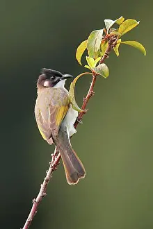 Adult Animal Prints: Chinese Bulbul (Pycnonotus sinensis hainanus) adult